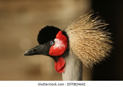 A Head Shot Of A Magnificent African Grey Crowned Crane, Balearica Regulorum, At Slimbridge Wetland Wildlife Reserve.