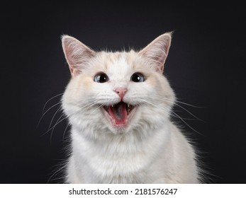 5 849件の 黒猫 長毛 の写真素材 画像 写真 Shutterstock