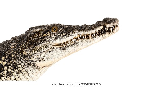 Head shot of a Nile crocodile, Crocodylus niloticus, isolated on white - Powered by Shutterstock