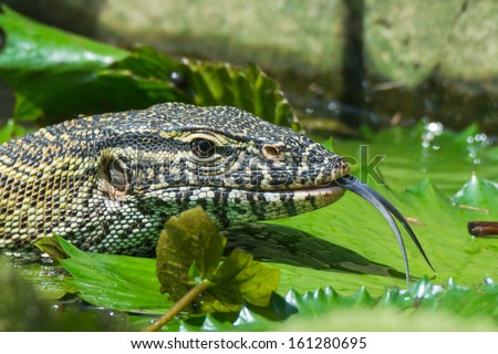 A head- shot of a Nile Monitor Lizard (Varanus niloticus) sticking out its tongue amongst lilly pads