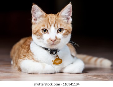 Cat Collar Images Stock Photos Vectors Shutterstock