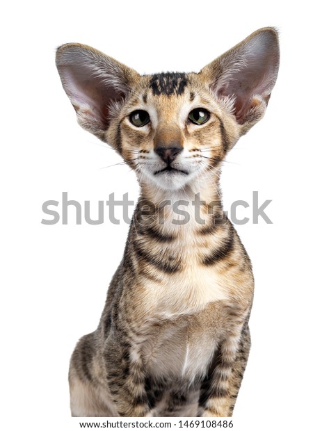 Head Shot Oriental Shorthair Kitten Looking Stock Photo Edit Now