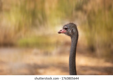 Head Shot Of Ostriches With Long Neck On Grass Field Blur Background. Common Ostriches Prefer Open Land And Are Native To The Savanna And Sahel Of Africa.
