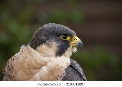 Head Shot Of Peregrine Falcon Falco Peregrinus