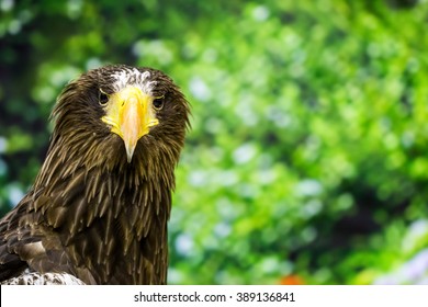head shot photo of eagle on green background - Shutterstock ID 389136841