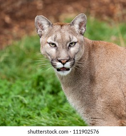 Head Shot Portrait of Beautiful Puma Felis Concolor