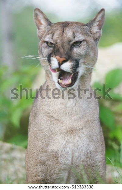 بويه لون رمادي Head Shot Portrait Beautiful Puma Felis Stock Photo (Edit Now ... بويه لون رمادي