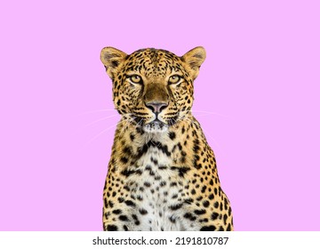 Head shot, portrait of a Spotted leopard cat, facing at the camera on a pink background - Powered by Shutterstock