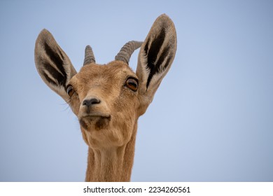 Head shot portrait of a young Nubian ibex in the Judea desert by the dead sea in Israel.