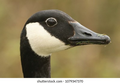 A head shot of a pretty Canada Goose (Branta canadensis).