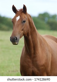 a head shot of a pretty chestnut horse.