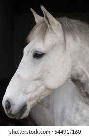 A head shot of a pretty horse against a black background.