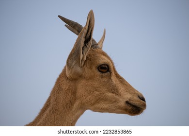 Head shot profile portrait of a young Nubian ibex by the dead sea in Israel.