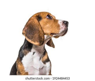 Head Shot Profile Of A Young Puppy Beagles Dog, Isolated