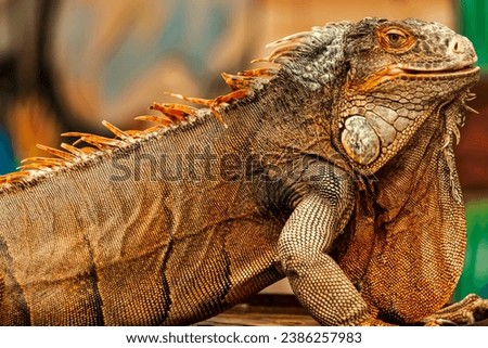 Head shot of a red iguana with a very cool bokeh background suitable for use as wallpaper, animal education, image editing material and others.