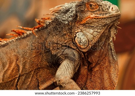 Head shot of a red iguana with a very cool bokeh background suitable for use as wallpaper, animal education, image editing material and others.
