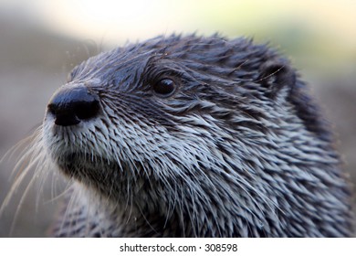 Head Shot River Otter