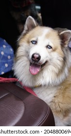 Head Shot Of Senior Mixed Breed Dog On The Floor Of The Car With Tried Smile.