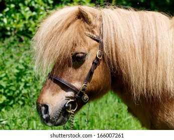 Head Shot Shetland Pony Bridle Stock Photo 166007261 | Shutterstock