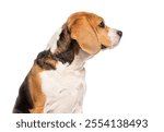 Head shot Side view of a Beagle dog looking away from camera, isolated on white background