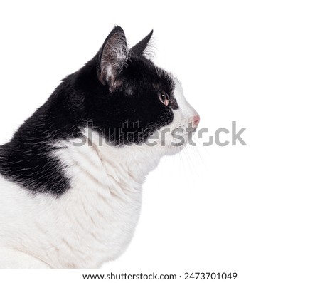 Head shot side view of a Black and white crossebreed cat looking right, isolated on white