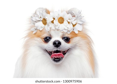 Head Shot Of Spitz Wearing Flower Head Band