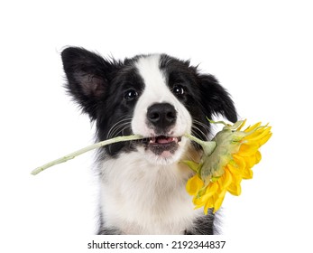 Head shot of super adorable typical black with white Border Collie dog pup, holding fake sunflower inbetween teeth. Looking towards camera with the sweetest eyes.  Isolated on a white background.