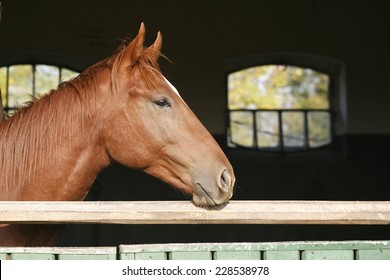 	Head shot of a thoroughbred horse looking over stable door