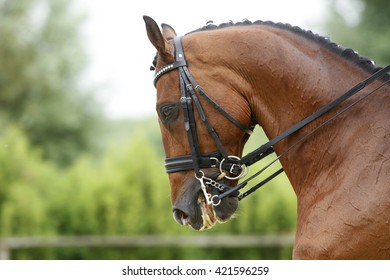 Head shot  of a thoroughbred racehorse with beautiful trappings under saddle during training