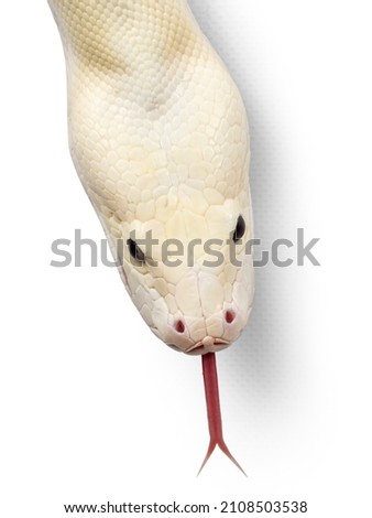 Head shot top view from ivory young adult  Python bivittatus or Burmese. Isolated on a white background. Tongue out.
