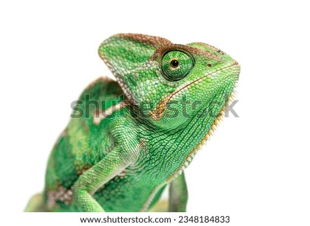 Head shot of a veiled chameleon, Chamaeleo calyptratus, isolated on white