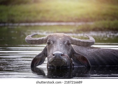  Head shot water buffalo in  small pond 