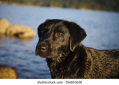 Head Shot Of Wet Black Lab In Front Of Water