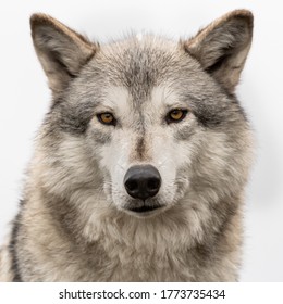 A head shot of a wolf on a white background.