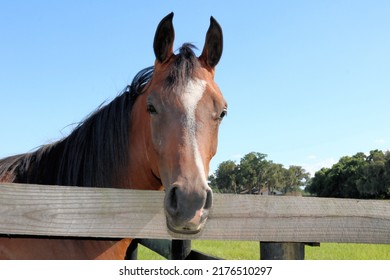 Head Shot of Yearling Horse in a pasture beside a wooden fence