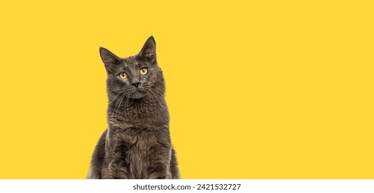 Head shot of a yellow eyed Maine Coon catlooking up against a yellow banner - Powered by Shutterstock