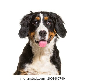 Head Shot Of Young Panting Bernese Mountain Dog, Isolated On White