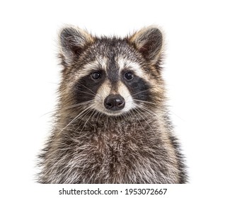 Head shot of a young Raccoon facing at the camera, isolated, Face to face