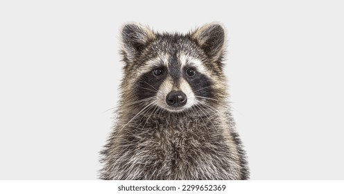head shot of a young Raccoon facing at the camera, on grey background