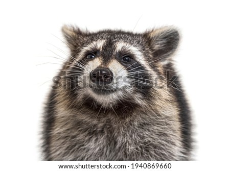 Similar – Die Raccoons Waschbär