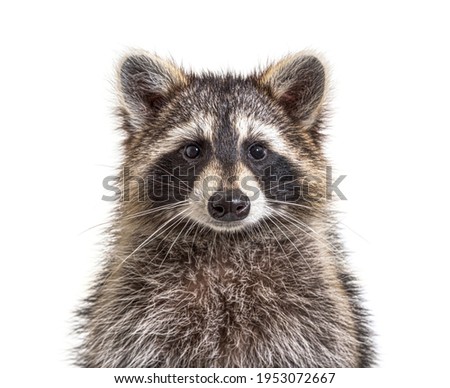 Head shot of a young Raccoon facing at the camera, isolated, Face to face