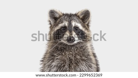 head shot of a young Raccoon facing at the camera, on grey background