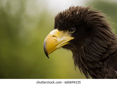 A Head Shot Of A Young Stellar Sea Eagle