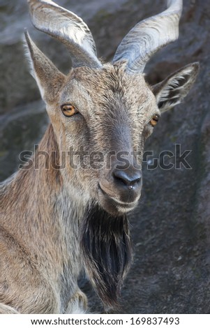 The head and shoulder of a markhor male. Majestic goat on rocky background. Wild animal alpinist with awful screw horns. Wild beauty of the great buck. Foto stock © 