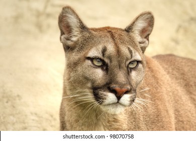 Head and shoulder picture of puma against a light background
