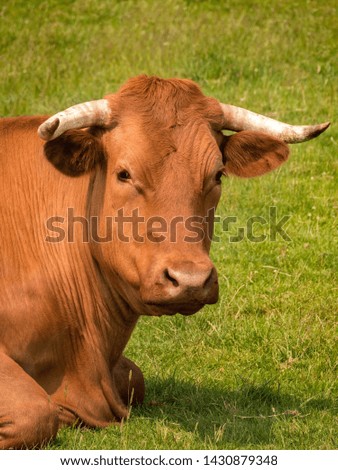 Similar – Cachena Cattle