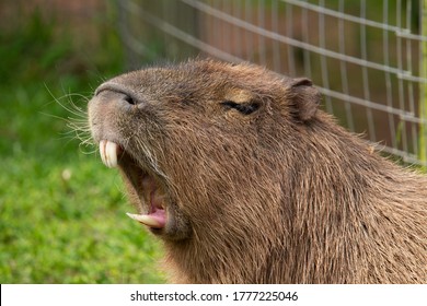 head and shoulders of a giant rodent showing his teeth with a fence and grass behind - Shutterstock ID 1777225046