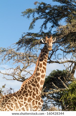 Similar – Image, Stock Photo Giraffe Grace