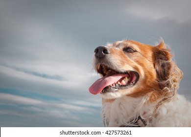 Head And Shoulders Portrait Of Wind Blown Red Haired Collie Dog Against A Stormy Sky 