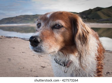 Head And Shoulders Portrait Of Wind Blown Red Haired Collie Dog Against A Stormy Sky 